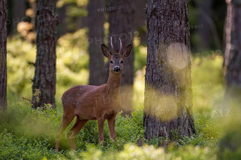 Artiodactyla, Capreolus capreolus, even-toed ungulate, cloven-hoofed, roe deer, Sweden, male, mammals, male, Sweden, mammals, Öland