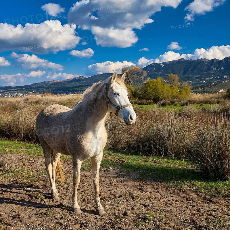 A white horse stands on a pasture against a mountain backdrop under a cloudy sky, Tigaki, Kos, Dodecanese, Greek Islands, Greece