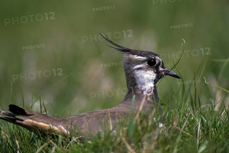 Lapwing, Vanellus Vanellus, Bath, Bathe, Birds, Charadriiformes, Limikolen, Plovers, Birds, Waders, Wadbirds