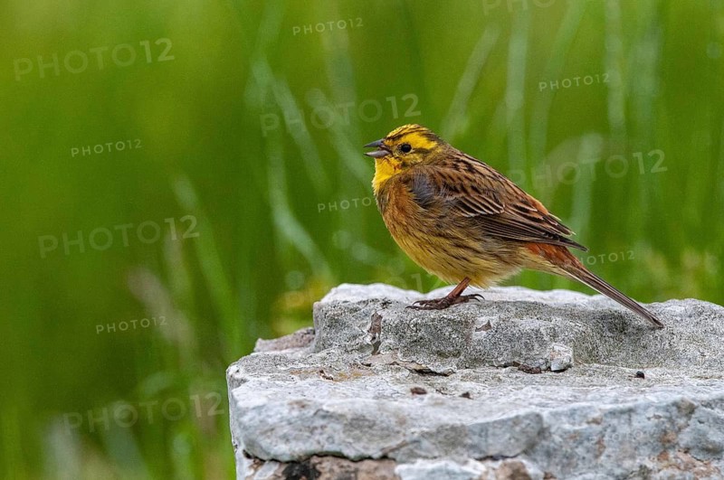 Emberiza Citrinella, Yellowhammer, Sweden, Yellowhammer, Birds, Song, Male, Passeri, Singing, Songbirds, Sweden, Birds, Öland