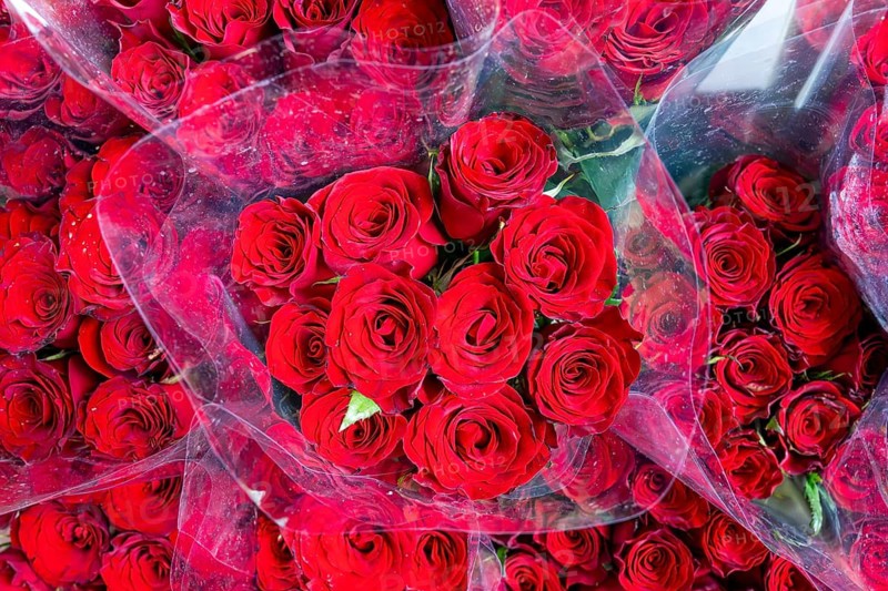 Red roses, Bangkok, Thailand