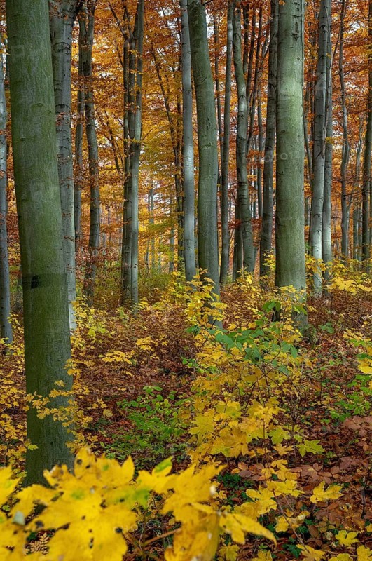 Atmosphere, autumn, tree, beech forest, trees, autumn, high size, portrait, landscape, deciduous forest, mood, tree, forest, wood