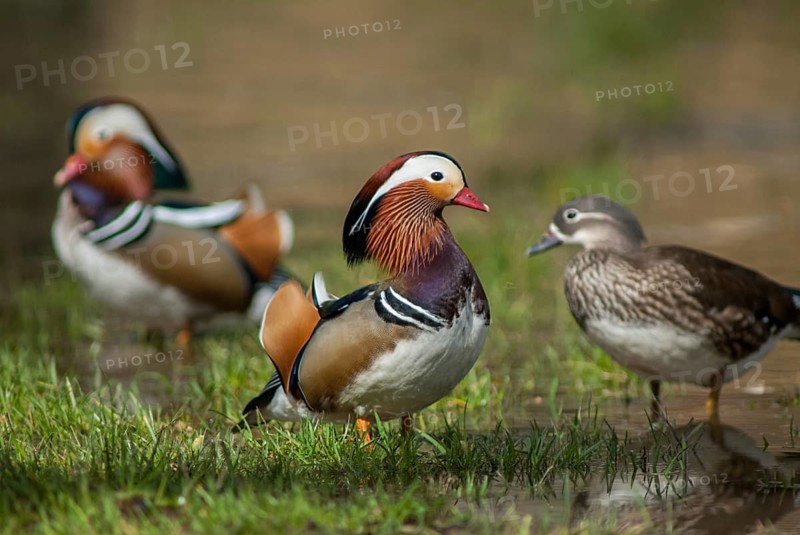 Aix galericulata, mandarin, mandarin duck, anatidae, birds, ducks, ducks, ducks, ducks, female, leo, male, birds, waterbirds, waterbirds, female