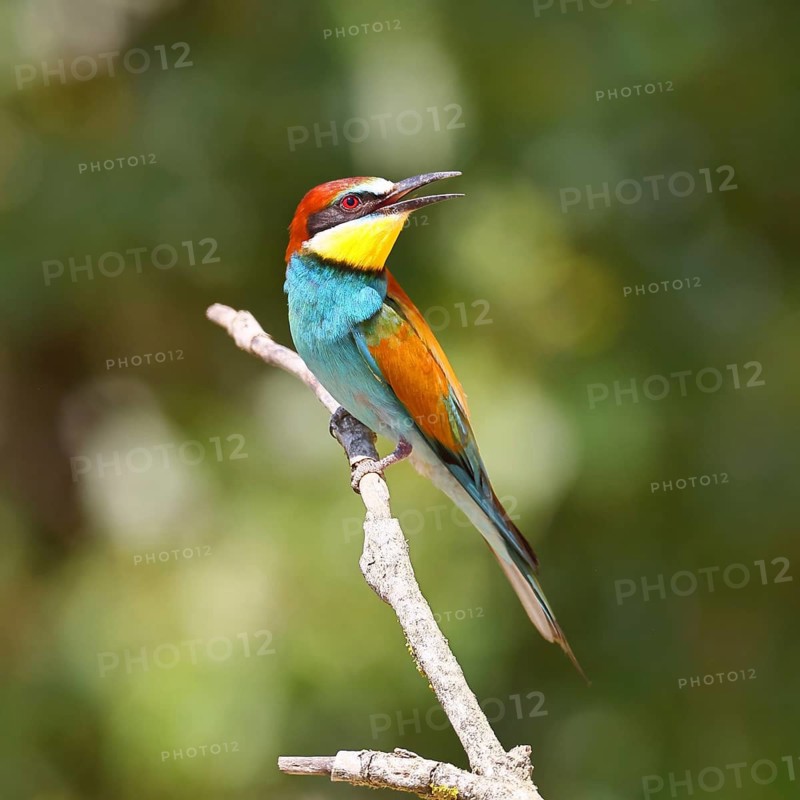 European bee-eater (Merops apiaster) sitting on a branch, Lake Neusiedl, Burgenland, Austria