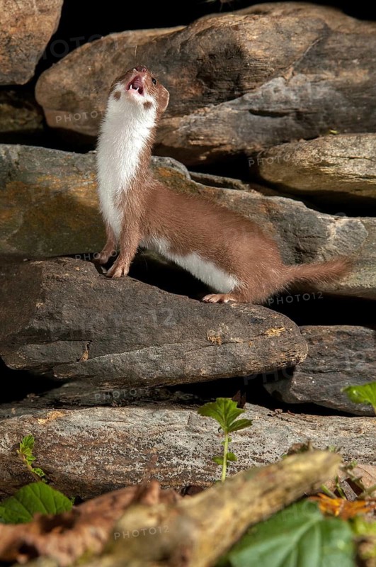 Carnivora, least weasel, mouse weasel, mustela nivalis, predators, high size, portrait format, mammals, raptors, mammals