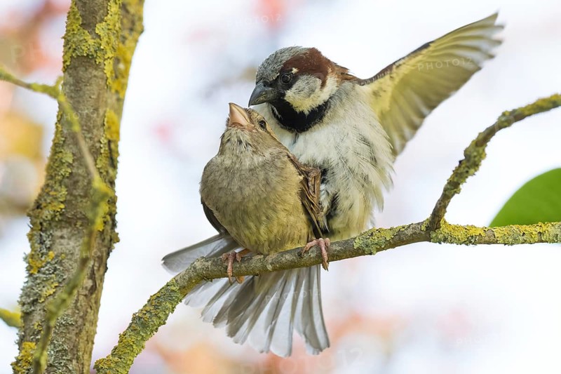 A pair of house sparrows (Passer domesticus) mating on a branch, Hesse, Germany