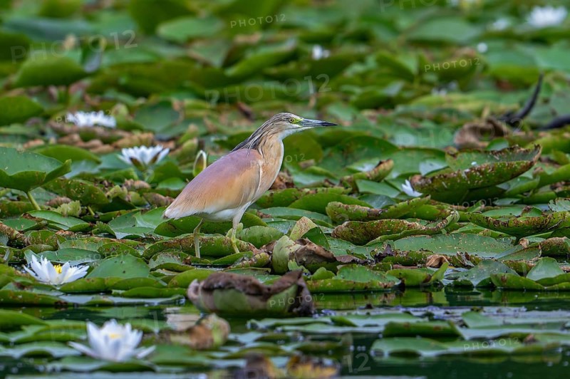 Squacco heron (Ardeola ralloides) adult in breeding plumage resting on water lily pads covering lake in summer