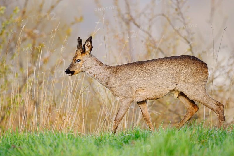 European roe deer (Capreolus capreolus), a roebuck with velvet antlers in spring, North Rhine-Westphalia, Germany