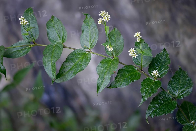 Asclepiadoideae, swallowwort, milkweed, vincetoxicum hirundinaria, white swallowwort, flora, plants, plants, white swallow word