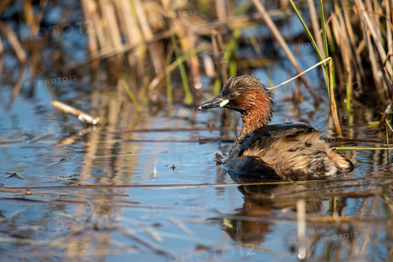 Granelli, Italy, Pantano Cuba Lagoon, Littele Grebe, Pantani Cuba and Longarini, Tachybaptus Ruficollis, Migratory Bird Sanctuary, Pantani Cuba & Longarini Migratory Bird Sanctuary, Little Grebes, Birds, Dabchick, Grebe, Italy, Grebe, Podicipedidae, Sicily, Biodiversity Foundation, Divers, Birds, Waterbirds
