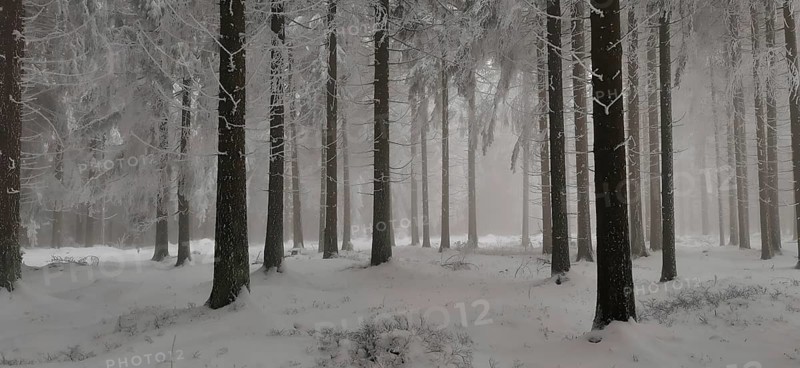 Tall trees in a snowy winter forest create a quiet atmosphere, hiking in winter, Rennsteig, Thuringian Forest nature park Park