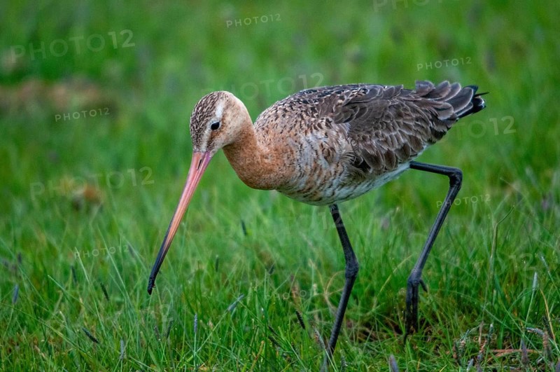 Black-tailed godwit, limosa limosa, Sweden, shore-tailed godwit, birds, charadriiformes, limikolen, snipe birds, scolopacidae, Sweden, birds, waders, waterbirds, waders, Öland