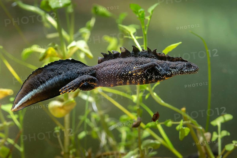 Great crested newt, crested newt, northern crested newt, Triturus cristatus, amphibians, amphibians, amphibians, amphibians, amphibians, male, newt, northern crested newt, warty newt