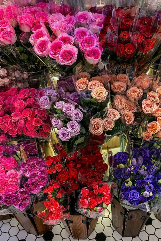 Roses, Bangkok, Thailand