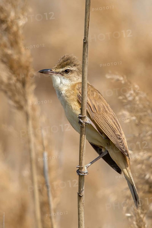 Acrocephalus Arundinaceus, Brandenburg, Germany, Reed Warbler, Nabu, Nabu Project, National Natural Heritage, Grünhaus Nature Paradise, Post-Mining Landscape, Birds, Grünhaus, High Size, Portrait Format, Passeri, Songbirds, Birds, Warbler