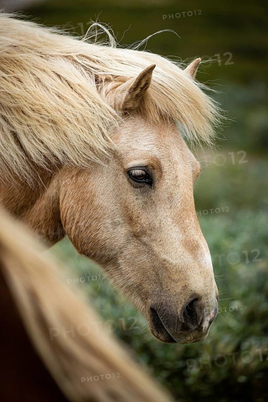 Close-up of blond horse head with thoughtful look, Norwegian fjord horses, in tundra, landscape, half-wild horse Dovrefjell National Park, Oppdal, Norway