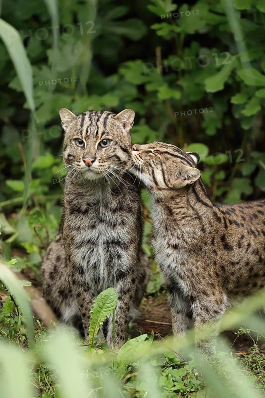 Two wildcats in a green setting are showing affection. One is sniffing the other, surrounded by lush foliage, fishing cat (Prionailurus viverrinus), adult, pair, social behaviour, captive, South-East Asia