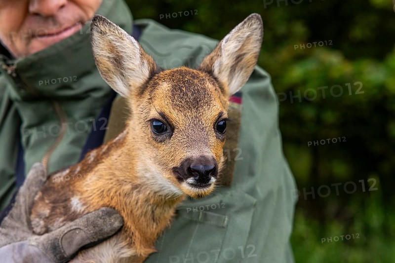 Hunter carrying fawn (Capreolus capreolus) from the meadow into the forest, fawn rescue, forest edge, Upper Danube nature park Park, Baden-Württemberg, Germany