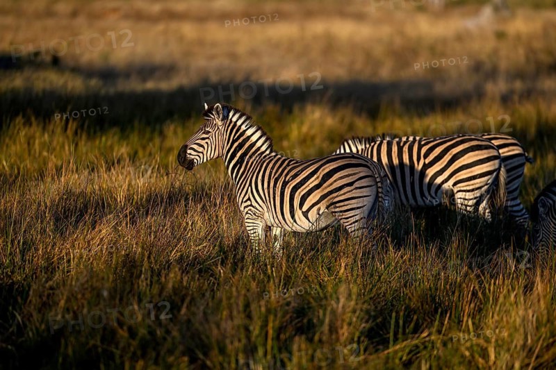 Plains zebras (Equus quagga) near Atzaró Camp, Okavango Delta, North-West District, Botswana