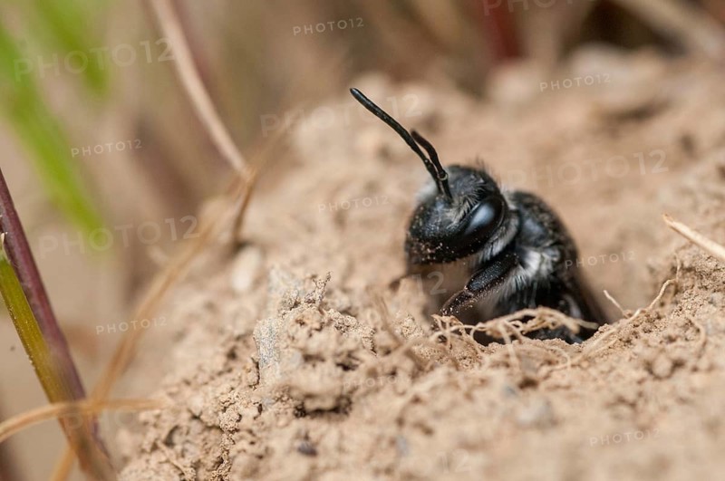 Andrena agilissima, apidae, bees, blue iridescent earth bee, blue iridescent sand bee, blue-black sand bee, hymenoptera, sand bee, mustard-blue iridescent sand bee, violet-winged mining bee, insects, wild bees
