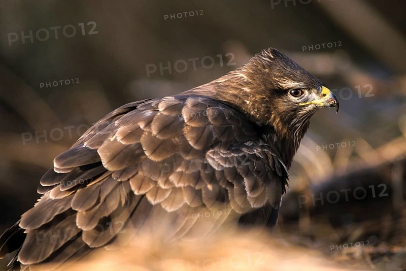 Accipitriformes, buzzard, buteo buteo, buzzard, buzzard, birds of prey, leo, raptor, raptors, birds, winter