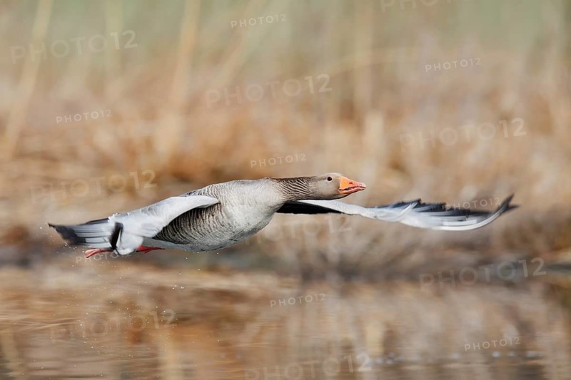 Greylag goose (Anser anser), flying, North Rhine-Westphalia, Germany