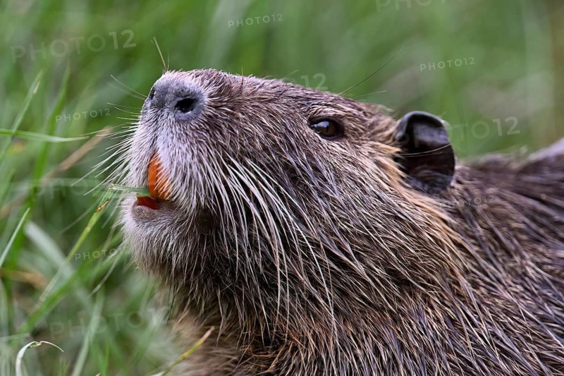 Nutria (Myocastor coypus), grazing, Camargue, southern France, France