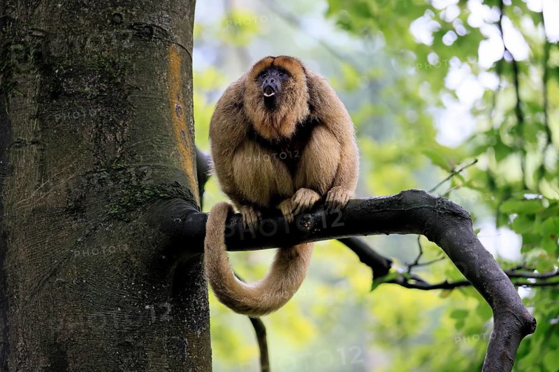 Black howler monkey (Alouatta caraya), adult, female, tree, sitting, calling, South America