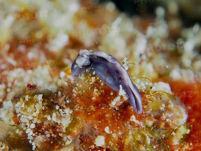 Small purple nudibranch, Spotted Thuridilla, Juice-sucker (Thuridilla vataae), on a red coral reef, dive site SD, Nusa Ceningan, Nusa Penida, Bali, Indonesia