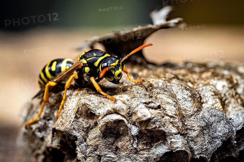 A single wasp perched on a wasp nest, shown in close-up. Field wasps on their abandoned nest near Herleshausen, Germany (Polistinae)