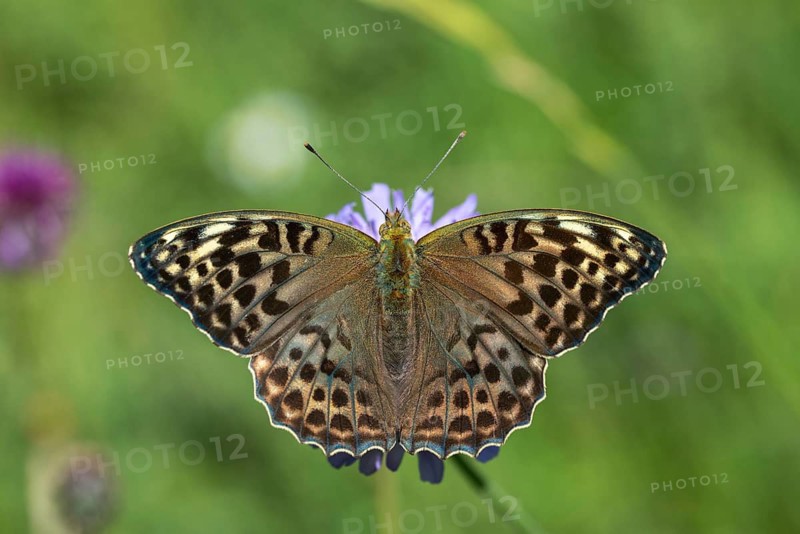 Argynnis paphia, imperial mantle, silver-washed fritillary, butterfly, female, insects, butterfly, butterflies, butterflies, female
