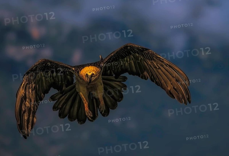 Bearded vulture (Gypaetus barbatus), with outstretched wings as it approaches to land, Pyrenees, Spain