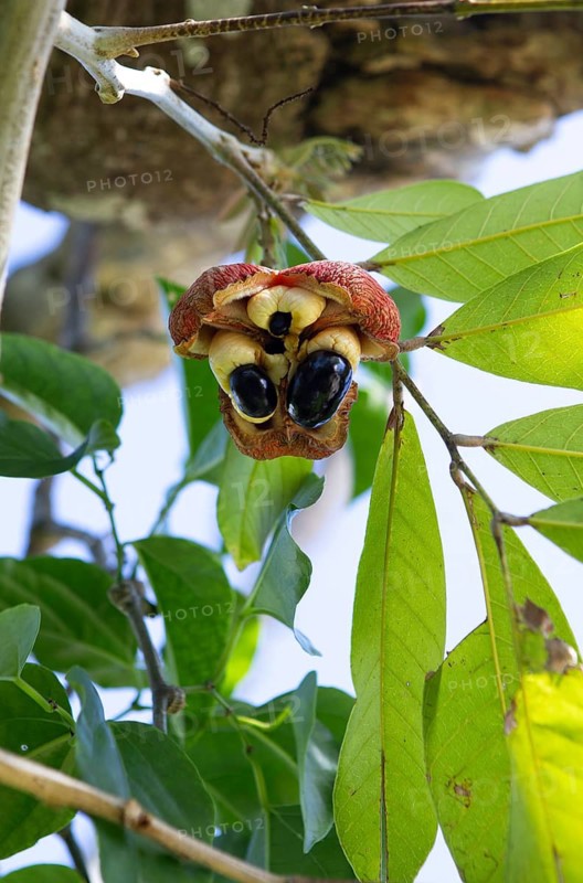 Ackee fruit (Blighia sapida), Jamaica's national fruit, Negril, Westmoreland Parish, Jamaica, West Indies, Caribbean, Central America