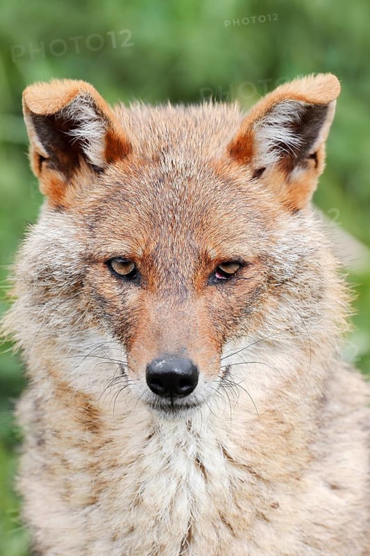 Golden jackal (Canis aureus), portrait, captive, occurring in Asia and Europe