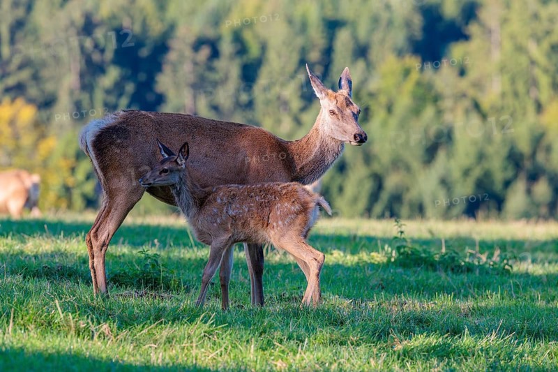 A female Altai maral (Cervus canadensis sibiricus) suckles her calf in a green meadow in the first light of day. Southern Siberia, northwestern Mongolia, northern Xinjiang province of China