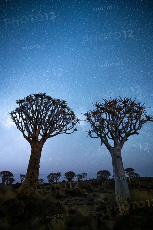 Quiver trees (Aloe dichotoma), night shot with starry sky, quiver tree forest in Garaspark near Keetmanshoop, Karas Region, Namibia