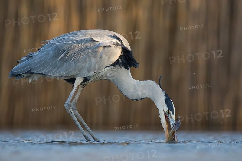 Grey Heron (Ardea cinerea) with fish prey in beak, Pusztaszer, Hungary