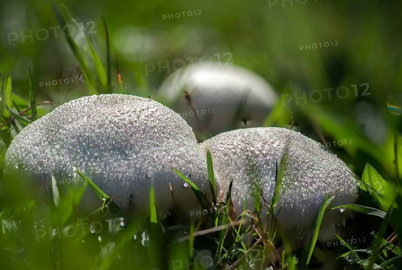 Agaricus campestris, mushroom, field gerling, meadow mushroom, fungi, fungus, meadow mushroom, mushrooms