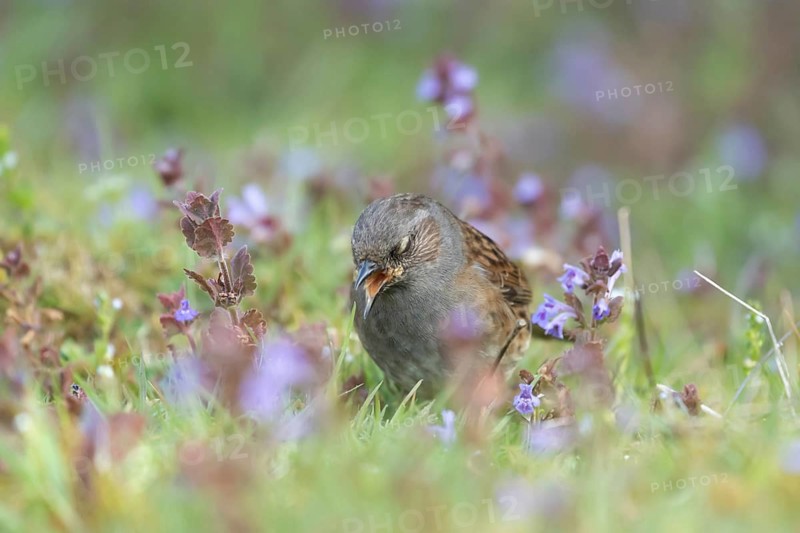 Dunnock or Hedge sparrow (Prunella modularis) adult garden bird feeding amongst Bugle (Ajuga reptans) flowers in spring, Suffolk, England, United Kingdom