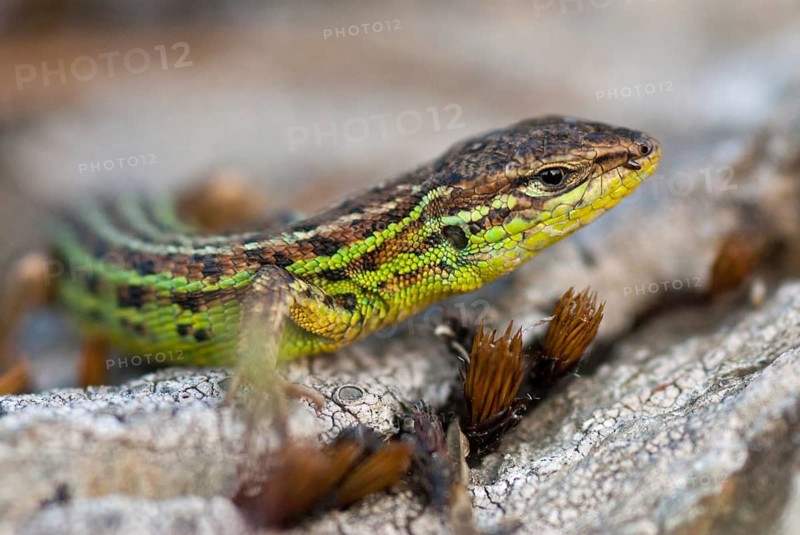 Psammodromus hispanicus, Spanish sandstrider, Spanish psammodromus, Spanish sand racer, critters, lizards, lizards, lizards, reptiles, Spain