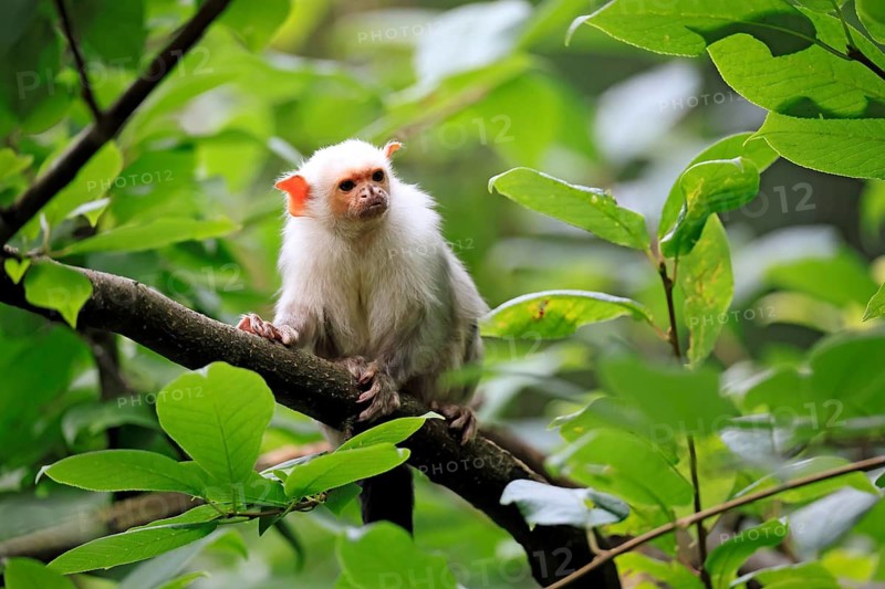 Silver marmoset (Mico argentatus, syn.: Callithrix argentata), silver marmoset, adult, perched on a tree, alert, South America