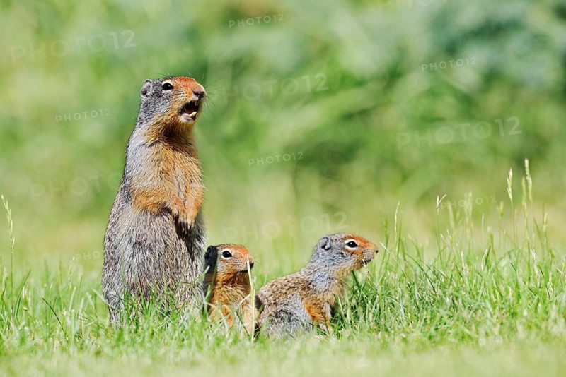 Columbia ground squirrel (Urocitellus columbianus, Spermophilus columbianus), a calling female with her young, Waterton Lakes National Park, Alberta, Canada