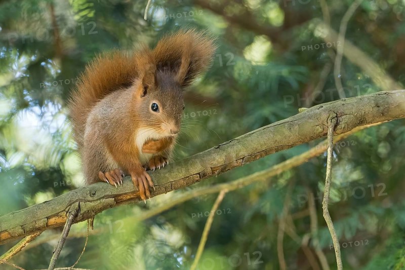 A squirrel (Sciurus vulgaris) skilfully balancing on a branch surrounded by dense foliage, Hesse, Germany