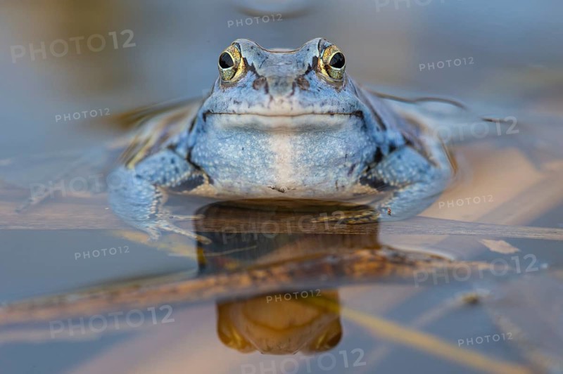 Blue moor frog (Rana arvalis) mating in the moor, Goldenstedter Moor, Lower Saxony, Germany
