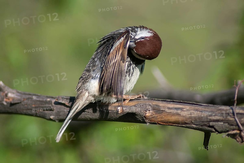 Passer hispaniolensis, Spanish sparrow, willow sparrow, birds, Bulgaria, male, passeri, songbirds, sparrows, birds