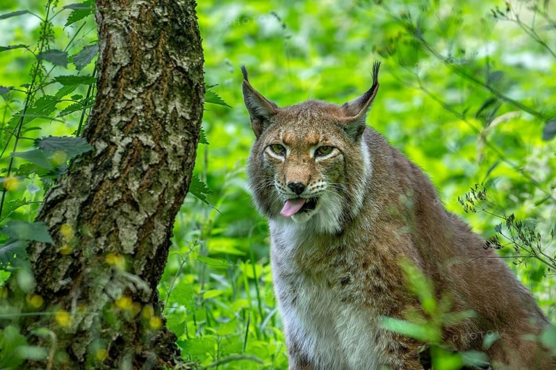 Close-up portrait of Eurasian lynx, Northern lynx (Lynx lynx lynx) sticking tongue out in forest in spring