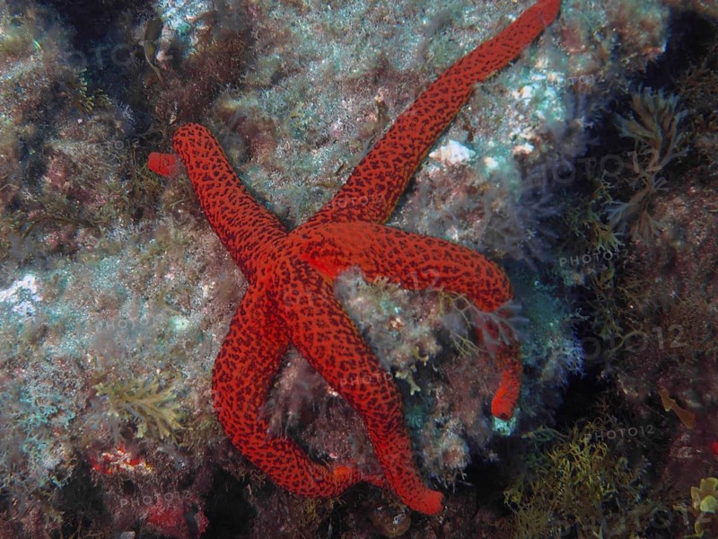 A bright red starfish, the purple starfish (Echinaster sepositus), lies on a rocky seabed at the El Cabron Marine Reserve dive site, Arinaga, Gran Canaria, Spain, Europe, Atlantic Ocean