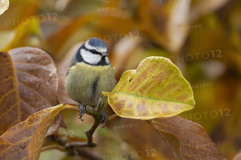Blue tit (Cyanistes Caeruleus) adult garden bird in a magnolia tree with autumn colour leaves, England, United Kingdom