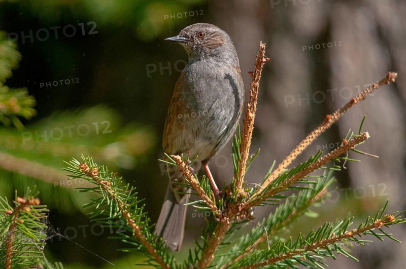 Dunnock, heckenbraunelle, Prunella modularis, birds, passeri, songbirds, birds