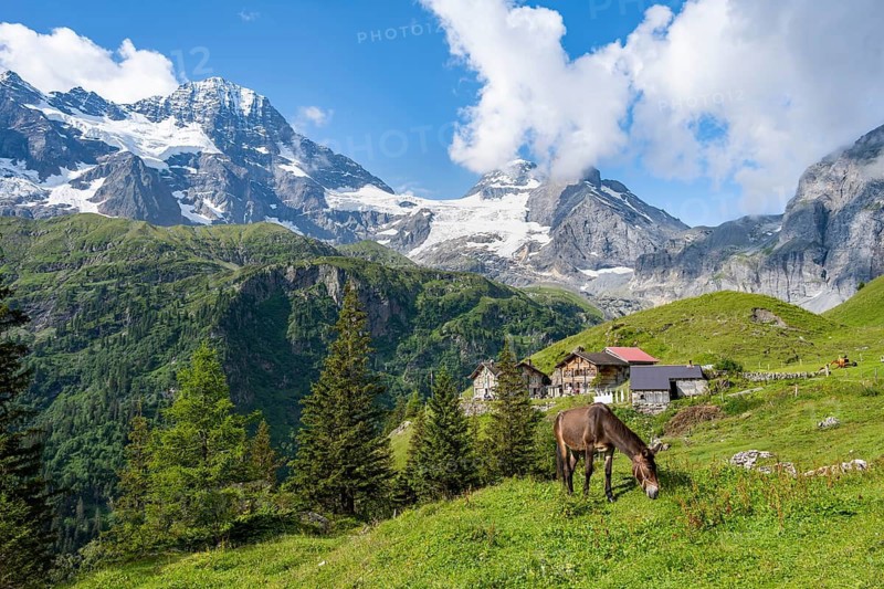 Picturesque mountain landscape with horse on a mountain meadow and Berghotel Obersteinberg, Breithorn and Tschingelhorn mountain peaks, Bernese Alps, Bernese Oberland, Switzerland